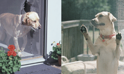 PetScreen-B&A-pg2-thumb